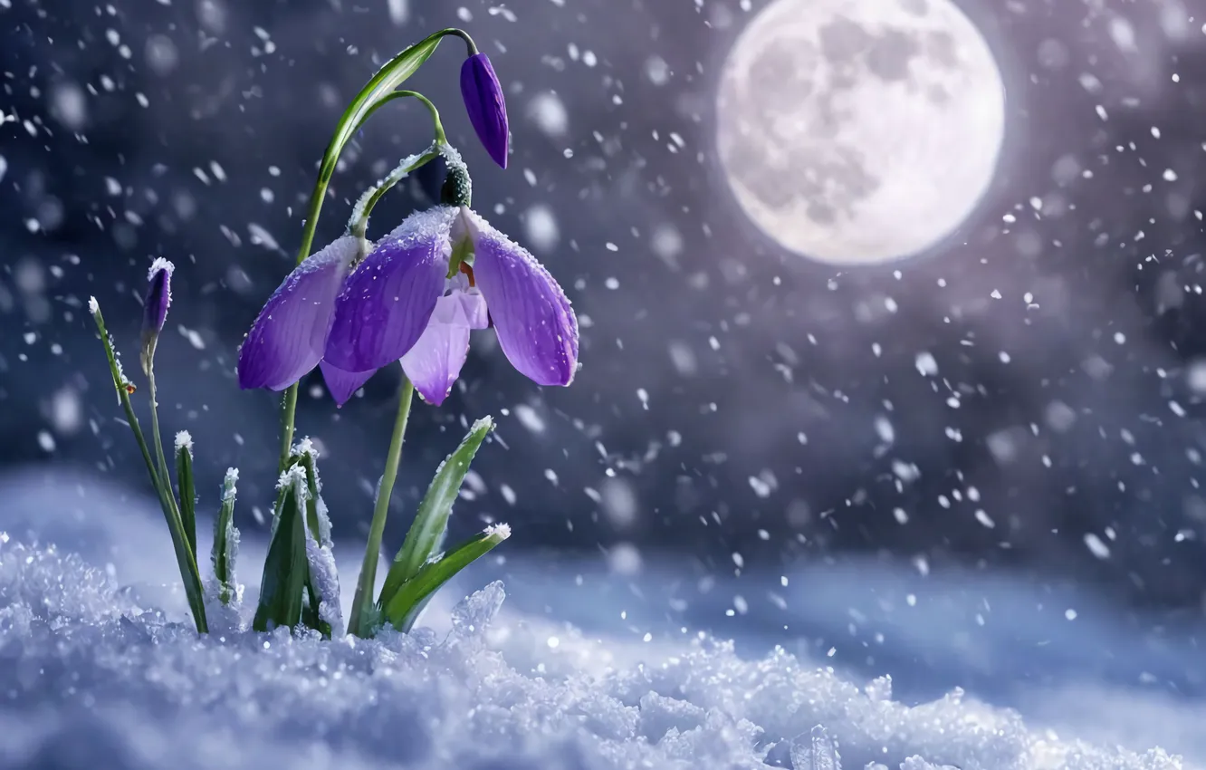Photo wallpaper snow, flowers, night, the moon, snowdrops, snowfall