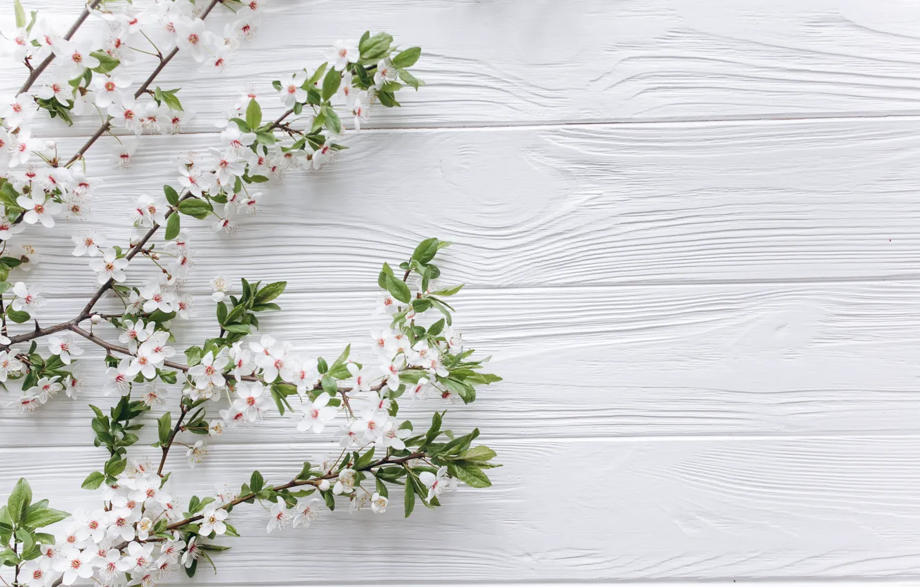 Photo wallpaper flowers, branches, apple, spring, white, white, Apple, wood