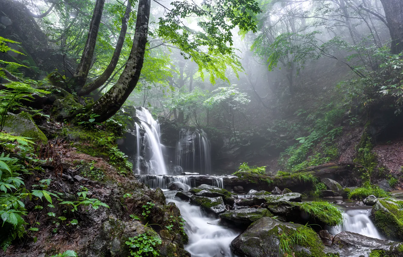 Photo wallpaper forest, fog, waterfall