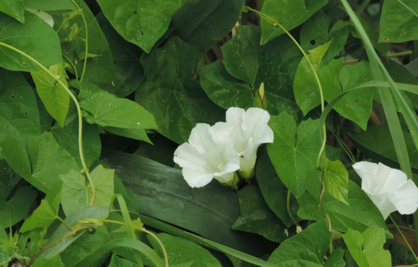 Photo wallpaper greens, white, bindweed