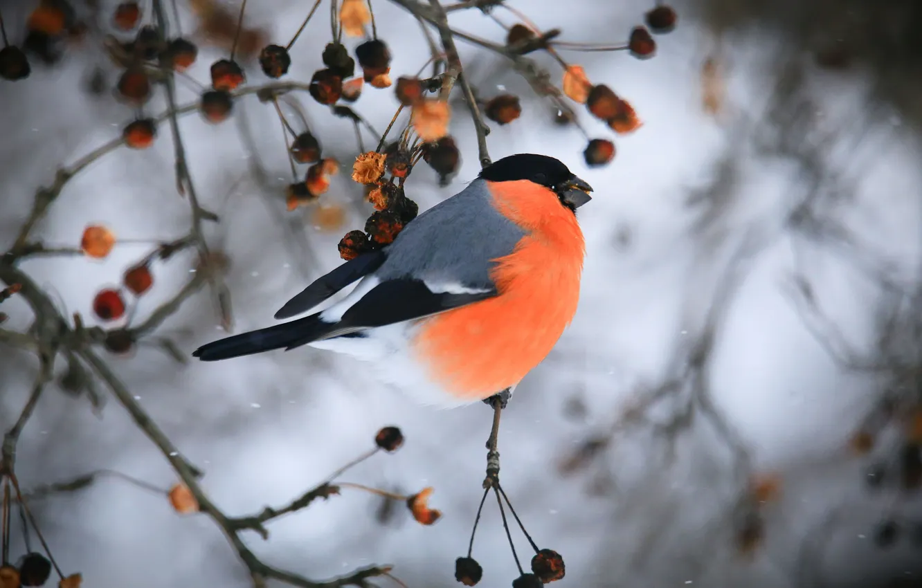 Photo wallpaper bird, bullfinch, twig, winter