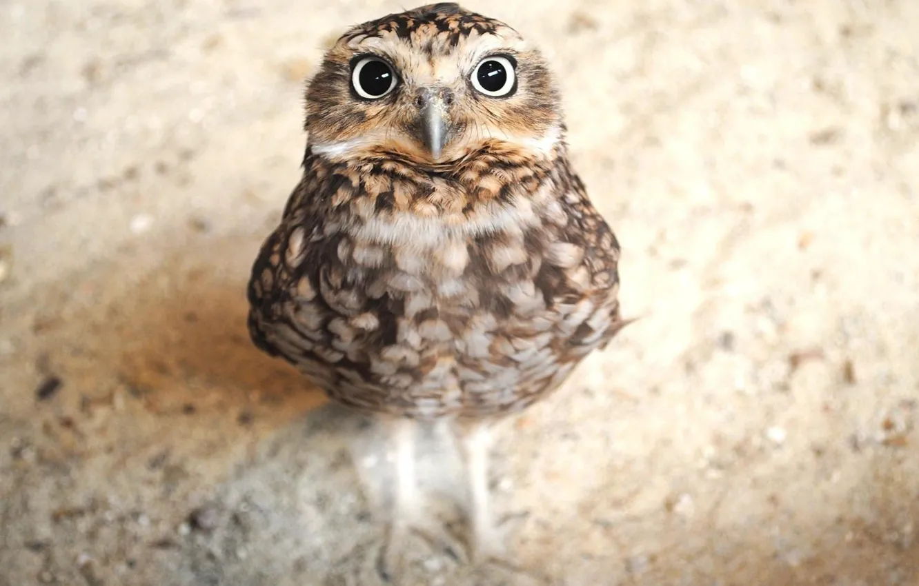 Photo wallpaper animal, bird, predator, Owl