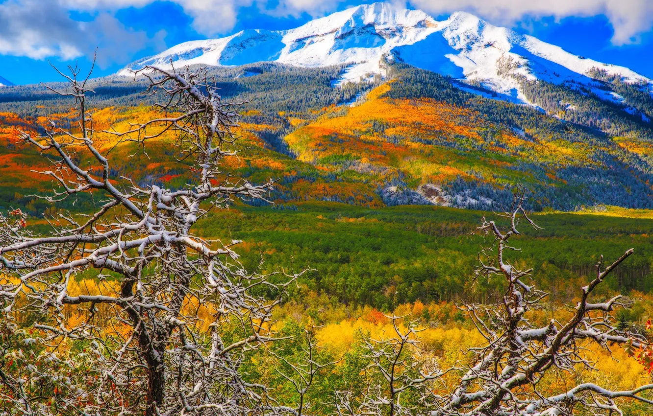 Photo wallpaper autumn, snow, trees, mountains, Colorado, USA, Aspen