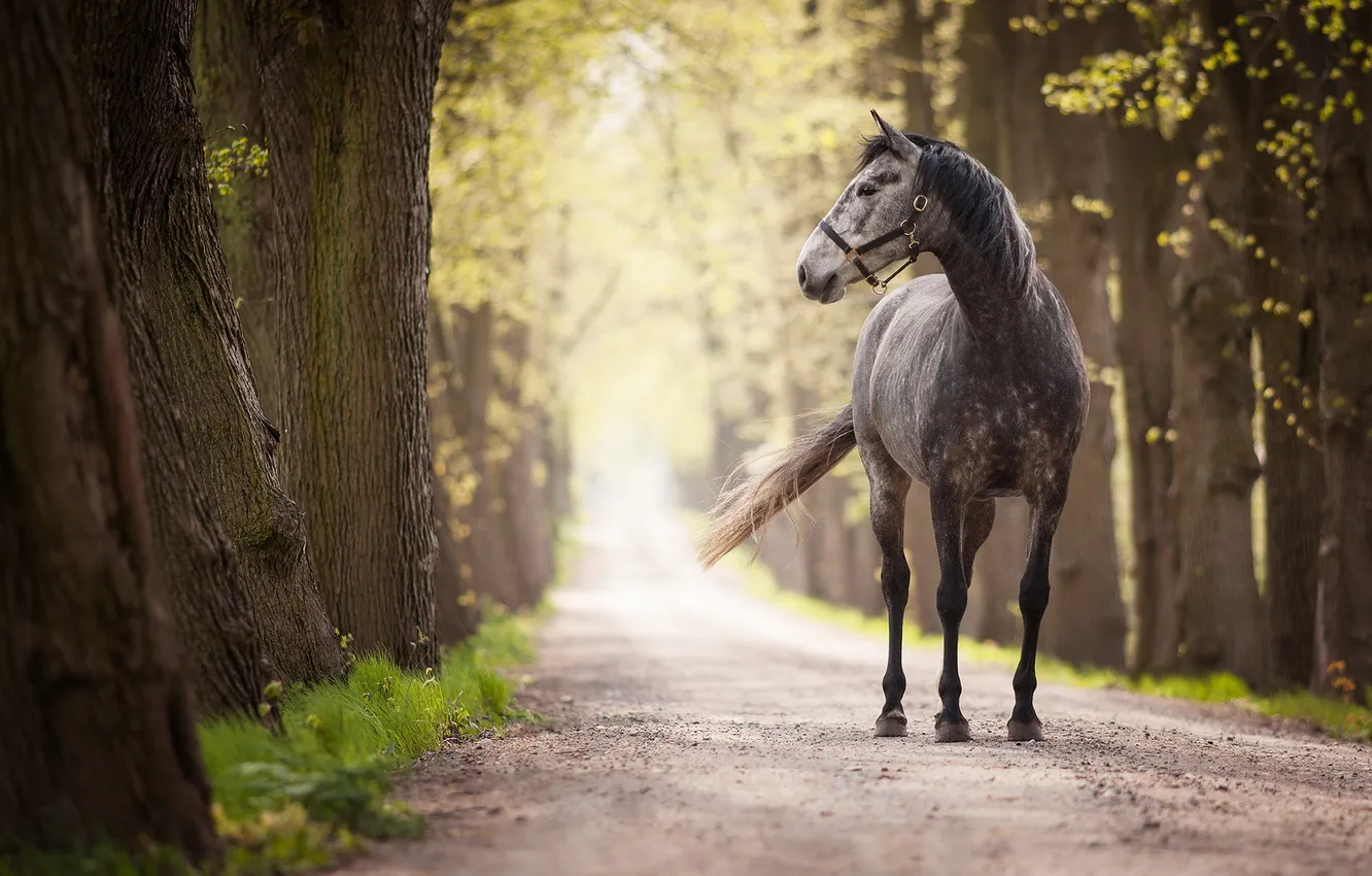 Photo wallpaper road, background, horse