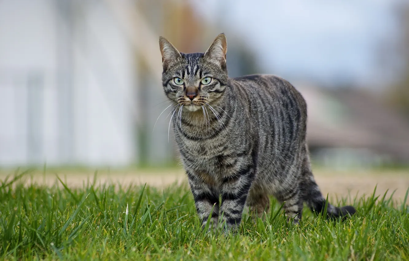 Photo wallpaper cat, Koshak, weed, Tomcat