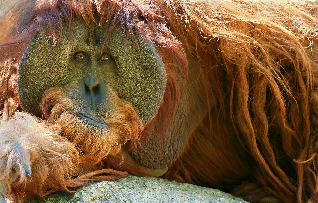 Photo wallpaper look, wool, monkey, orangutan