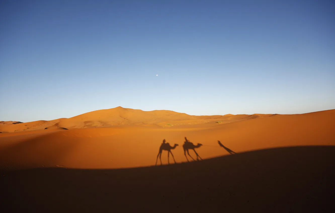 Photo wallpaper sand, the sky, desert, shadow, camel