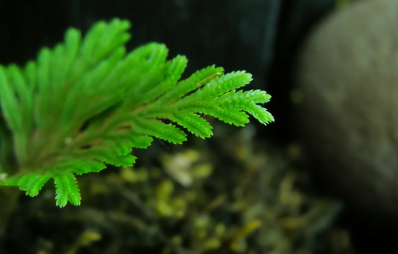 Photo wallpaper greens, leaf, plant