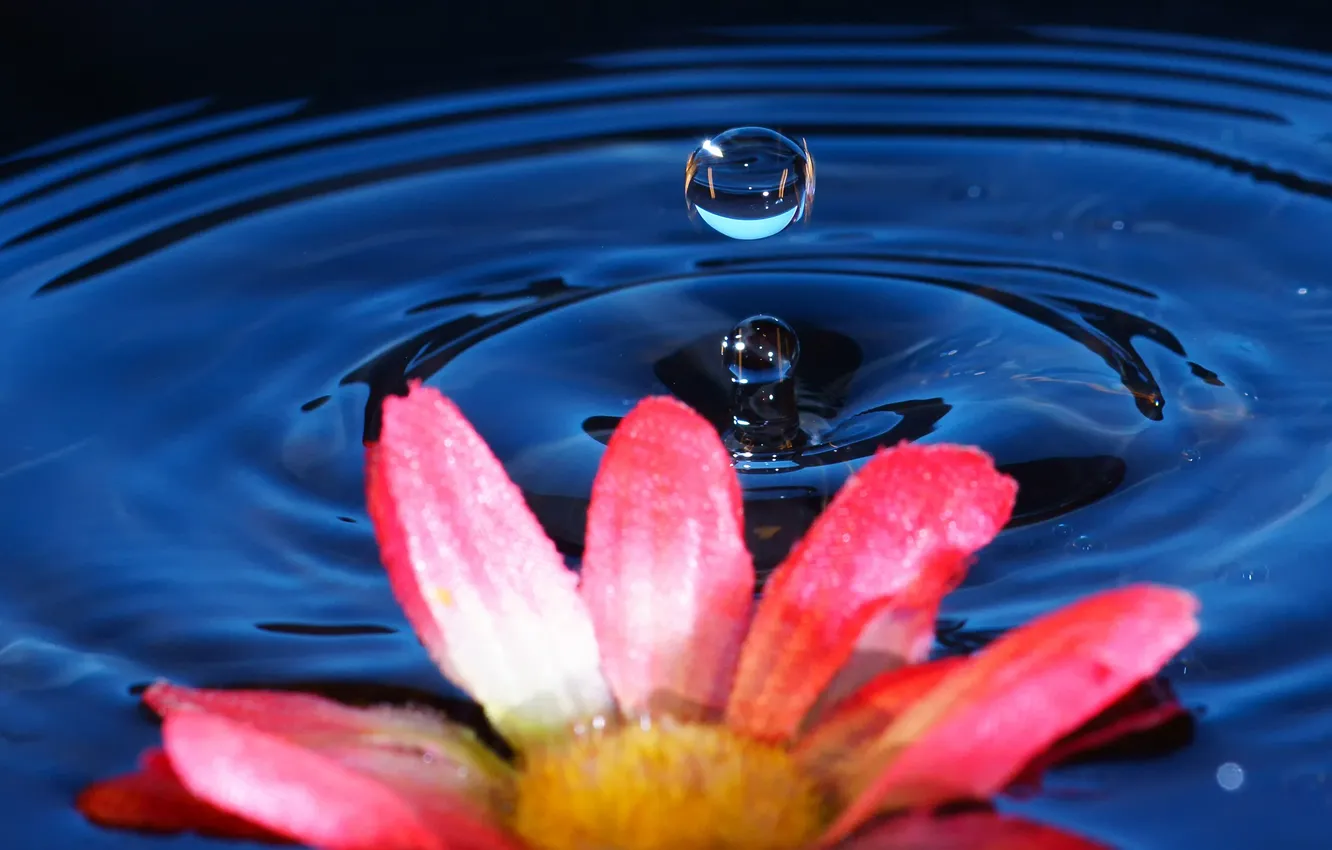 Photo wallpaper water, drops, circles, flowers, splash, petals