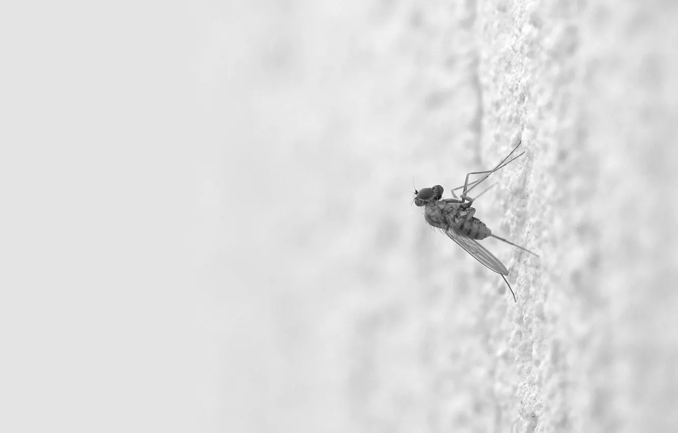 Photo wallpaper white, the mosquito