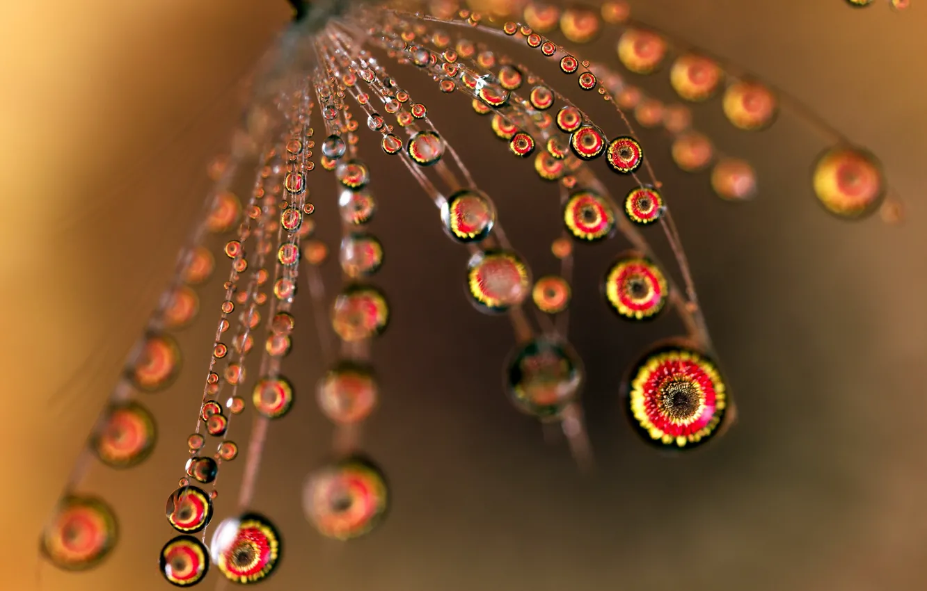 Photo wallpaper drops, macro, flowers