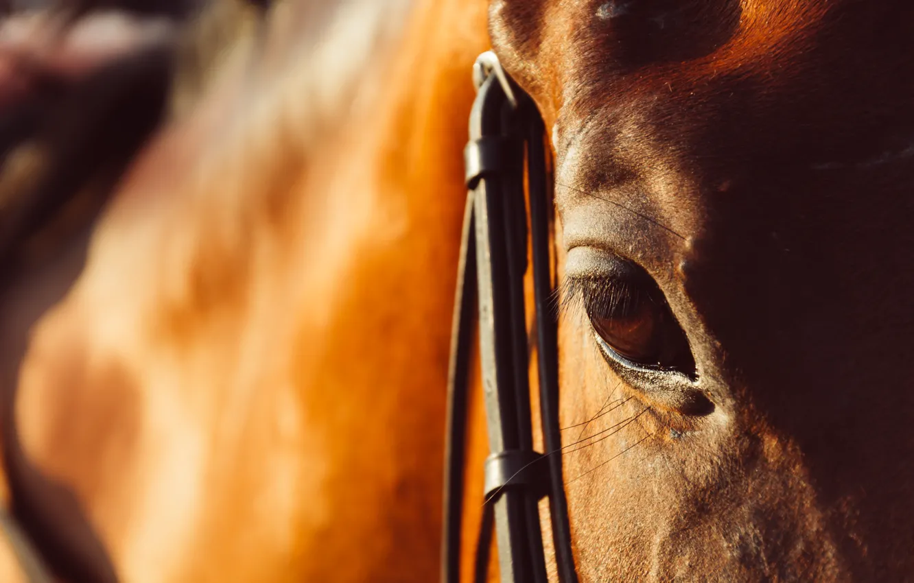 Photo wallpaper look, face, light, close-up, horse, horse, portrait, chestnut
