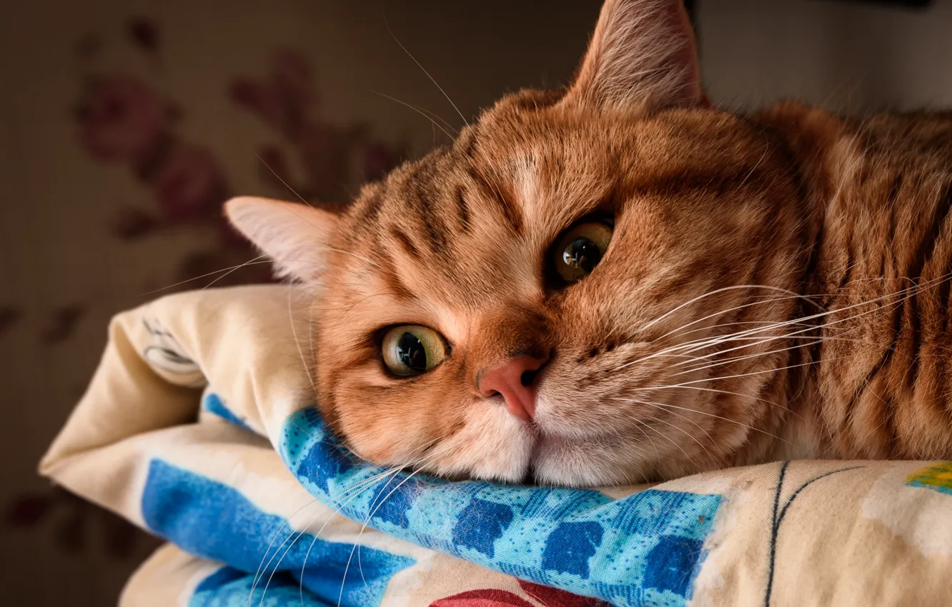 Photo wallpaper cat, eyes, cat, look, face, close-up, pose, comfort