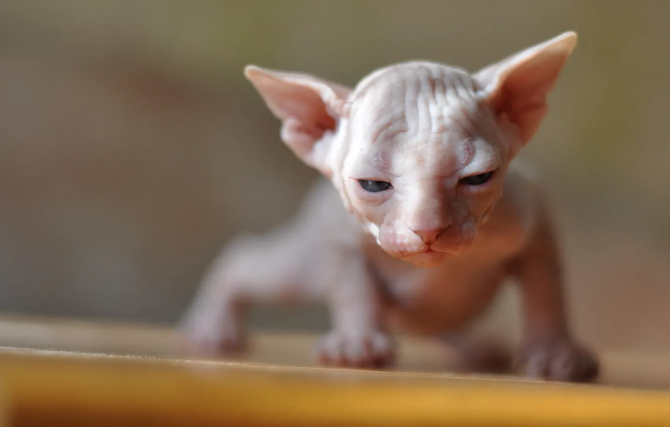 Photo wallpaper cat, light, baby, kitty, face, bokeh, Sphinx
