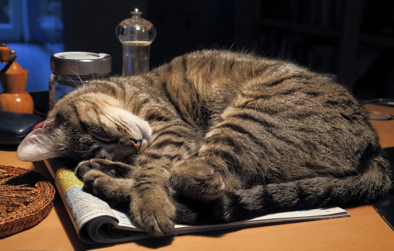 Photo wallpaper cat, cat, table, sleep, journal