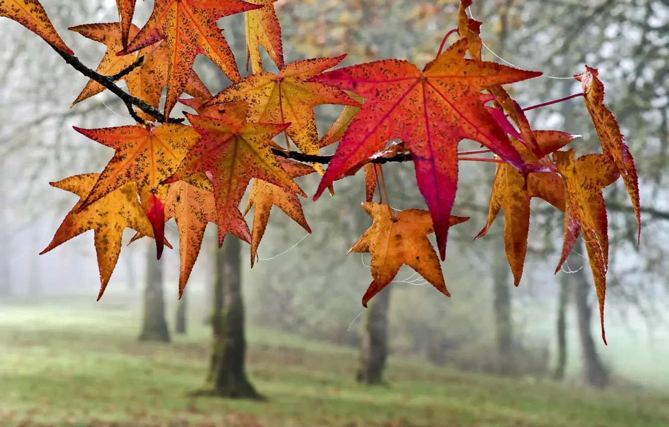 Photo wallpaper autumn, leaves, fog