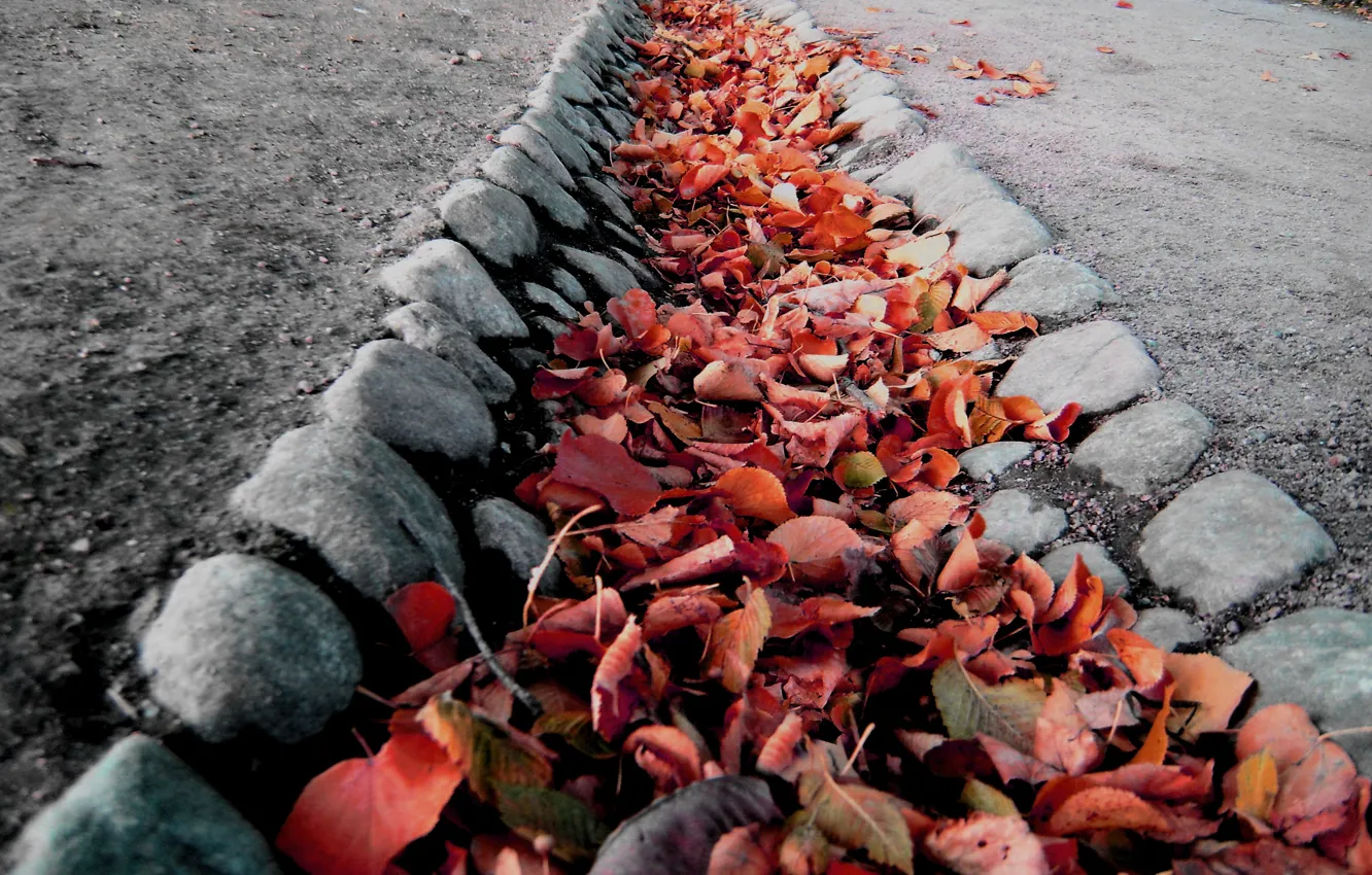 Photo wallpaper autumn, leaves, track