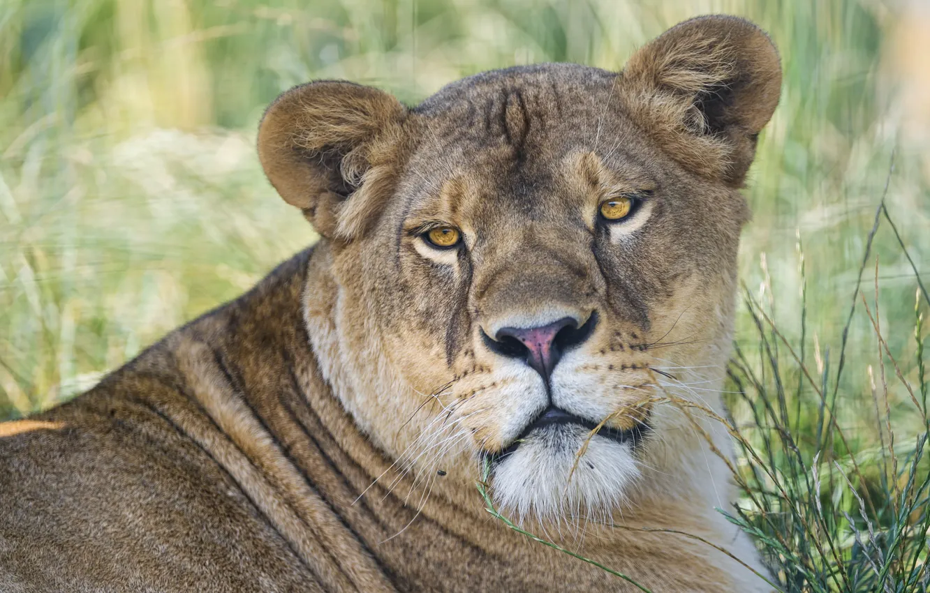 Photo wallpaper cat, face, lioness, ©Tambako The Jaguar