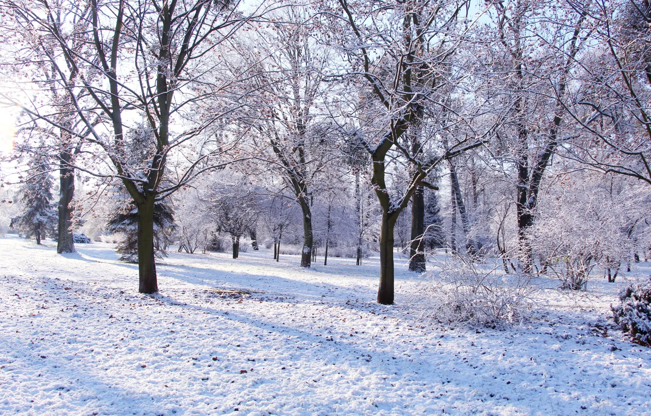 Photo wallpaper white, park, winter, tree, cold