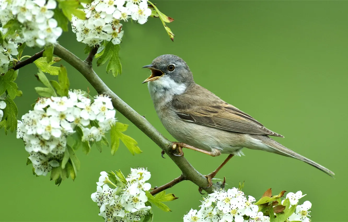 Photo wallpaper bird, branch, spring, flowering, sings, Warbler