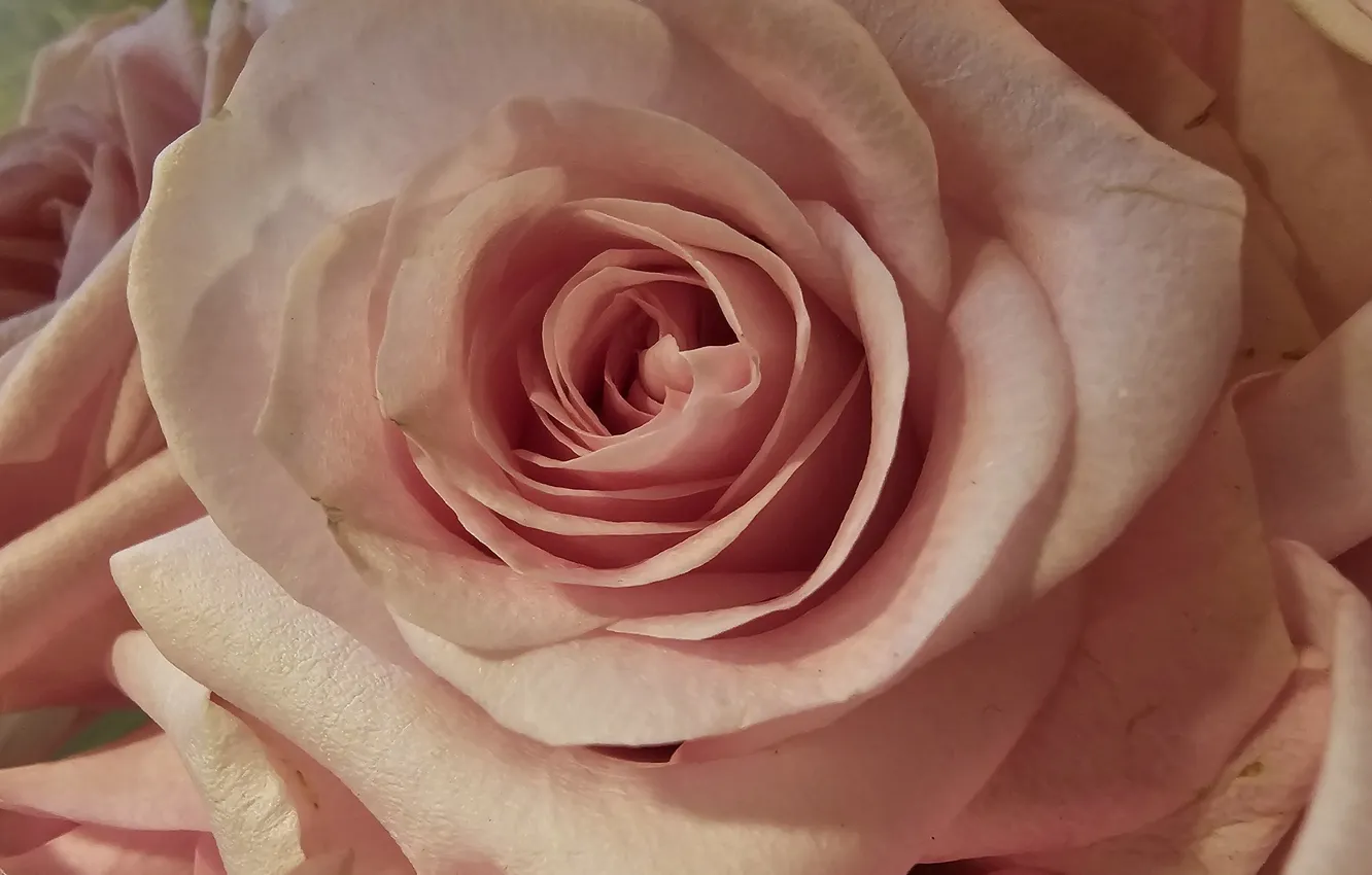 Photo wallpaper tenderness, roses, petals