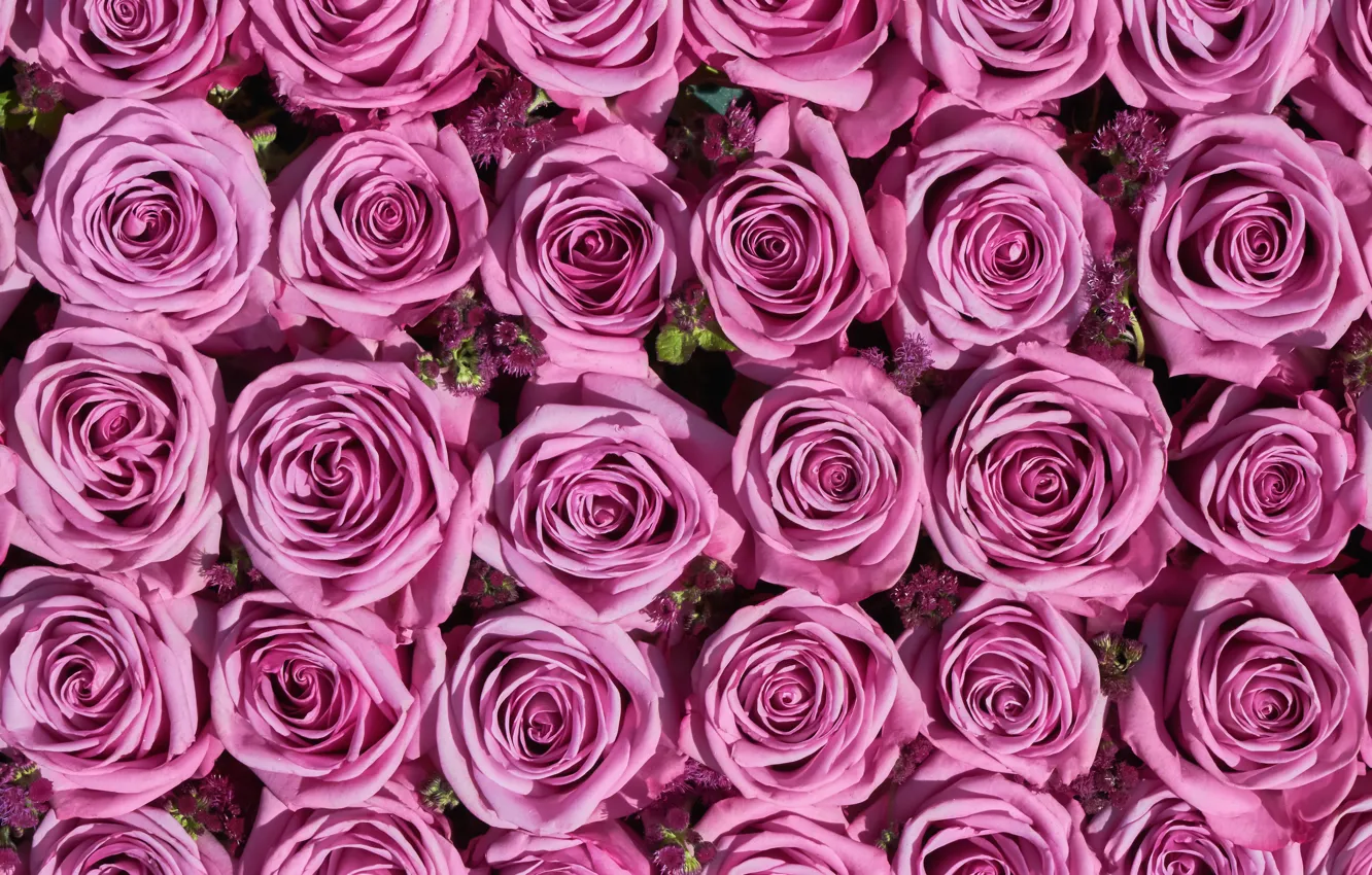Photo wallpaper flowers, roses, pink, buds