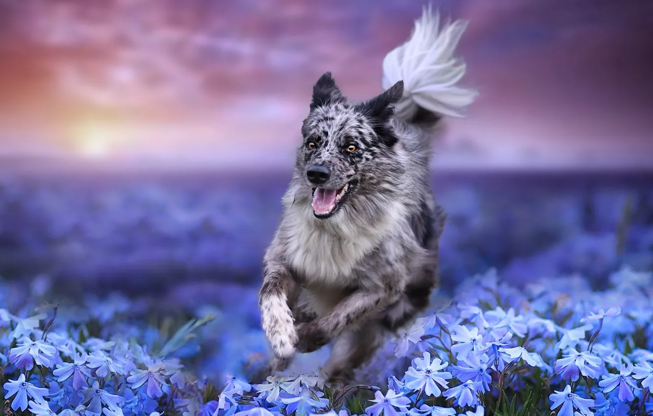 Photo wallpaper field, flowers, nature, dog, running, dog