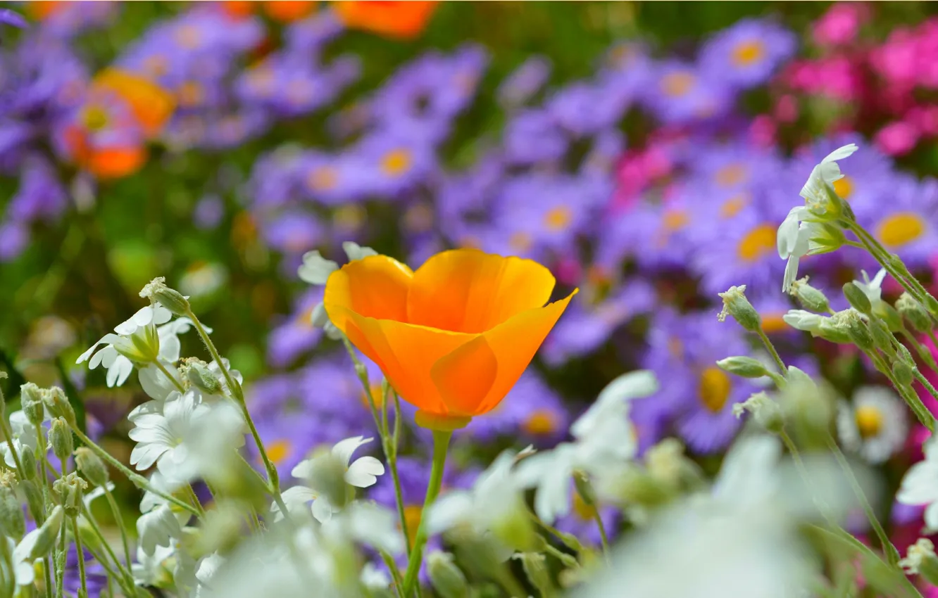 Photo wallpaper Spring, Spring, Escholzia, California poppy