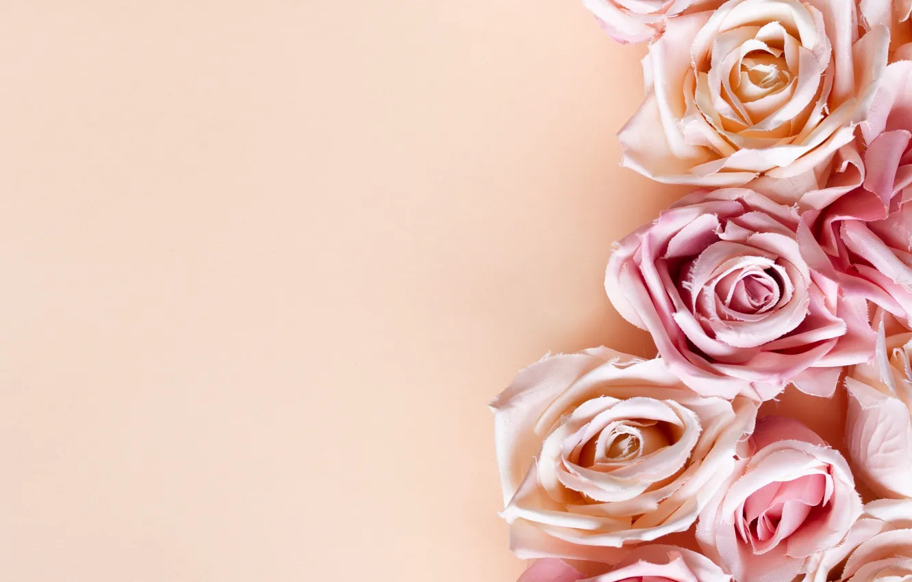 Photo wallpaper flowers, background, roses, pink