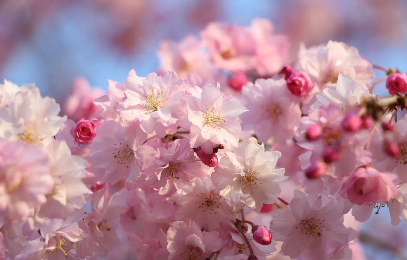 Photo wallpaper branches, flowers, light, Sakura, buds, almonds, flowering, pink