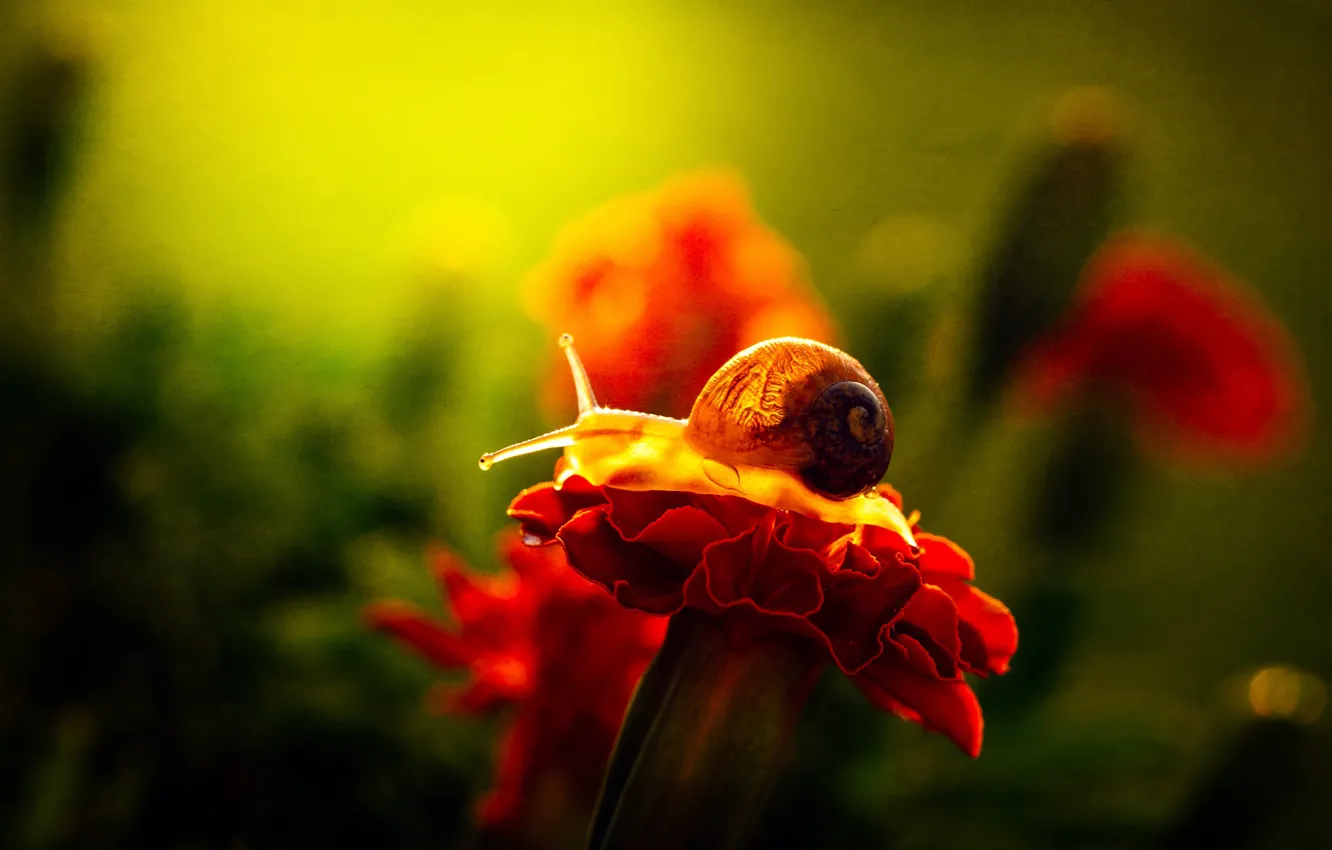 Photo wallpaper macro, light, flowers, red, green, background, snail, petals