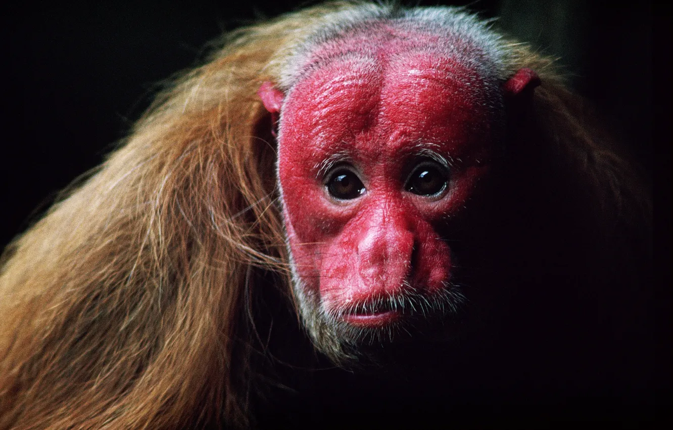 Photo wallpaper monkey, animals, Unusual, Desktop-Wallpaper, redface