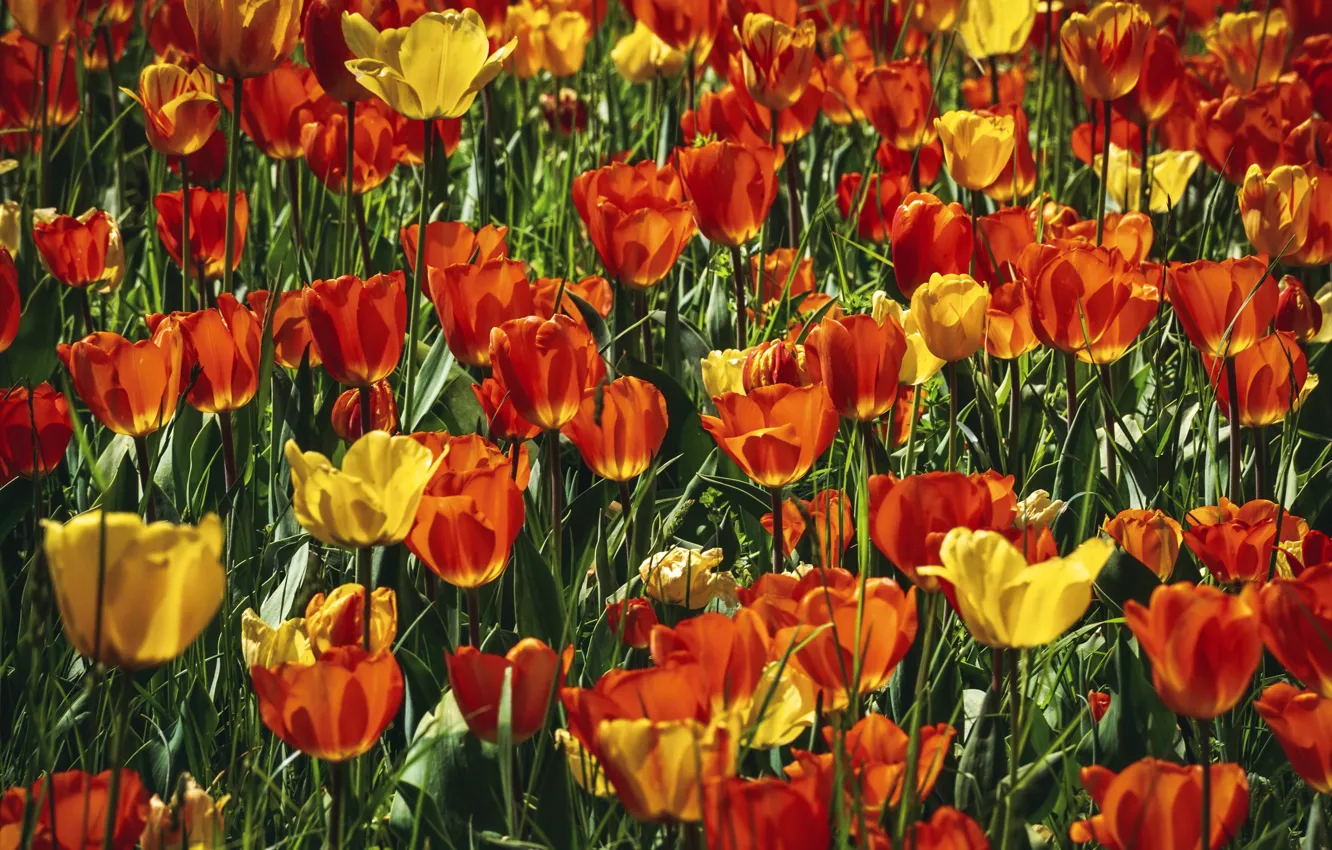 Photo wallpaper field, flowers, bright, spring, yellow, tulips, red, buds