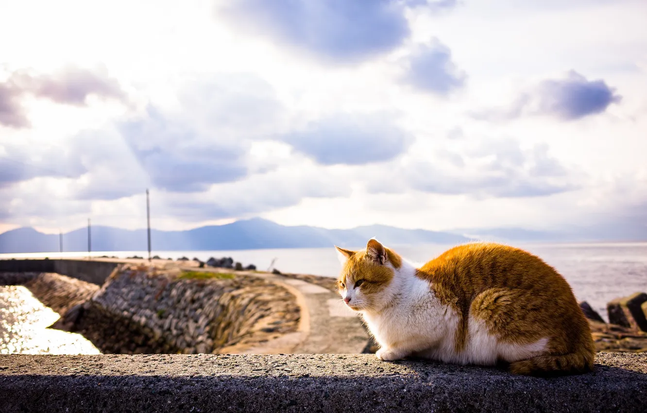 Photo wallpaper cat, summer, the sky, cat, background
