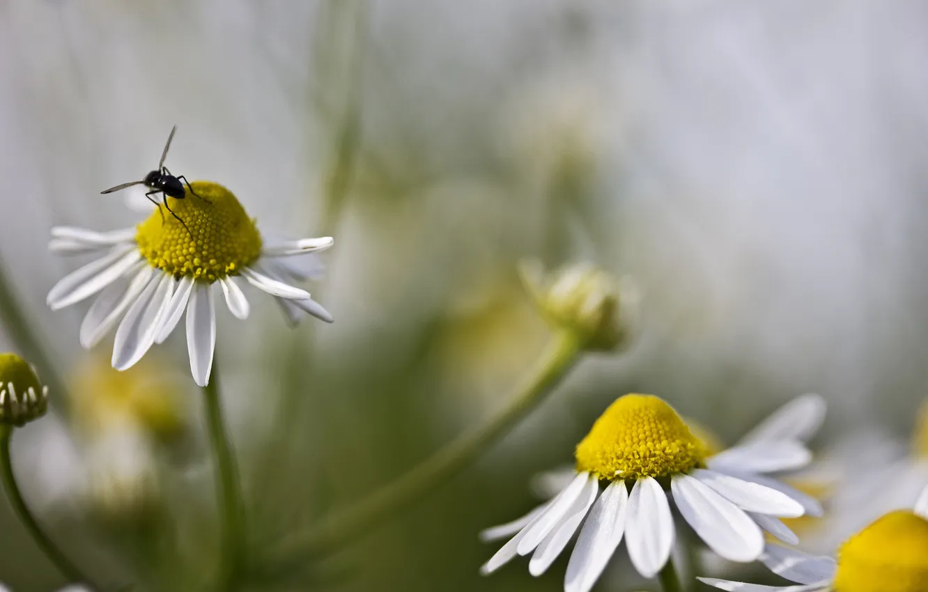 Photo wallpaper chamomile, blur, insect