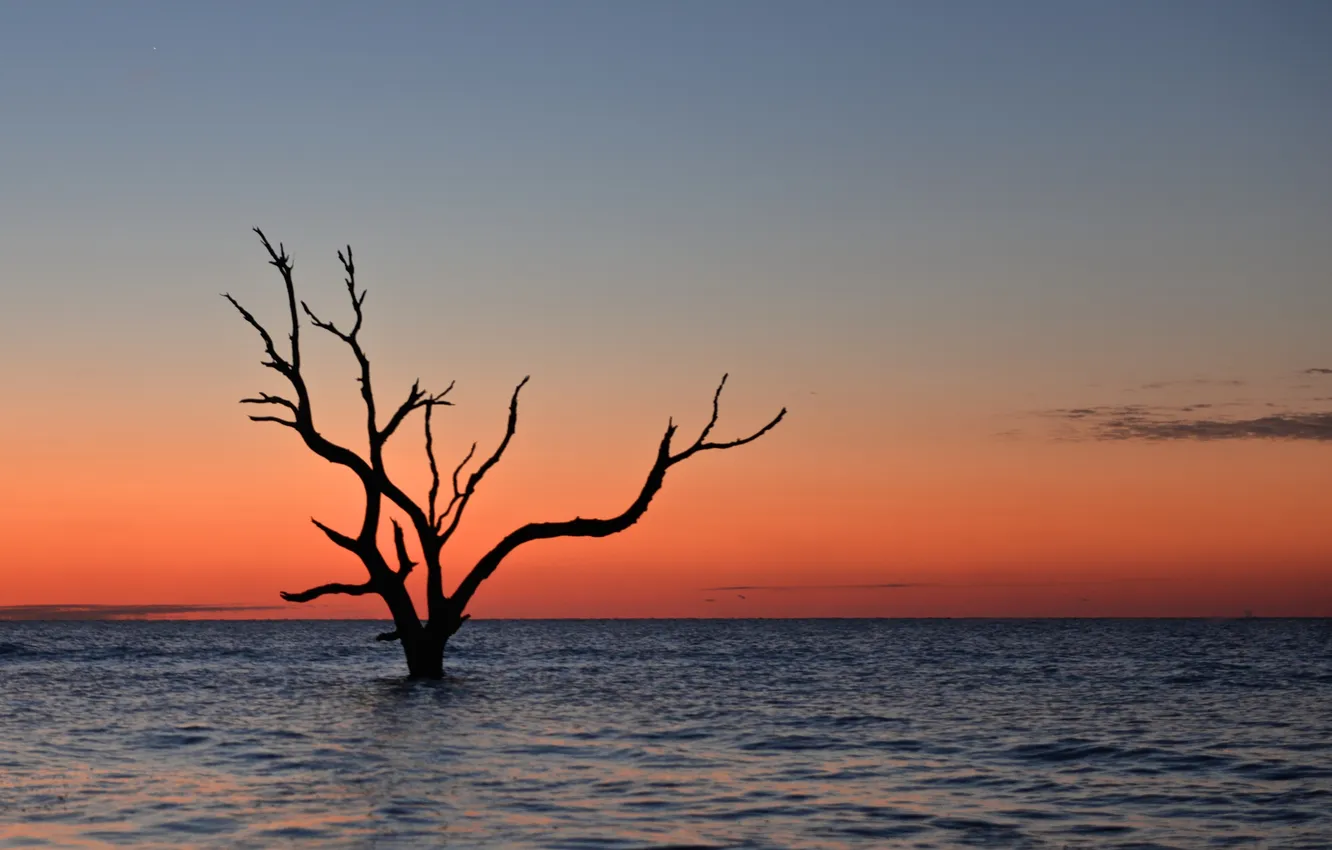 Photo wallpaper lake, tree, dusk, branches
