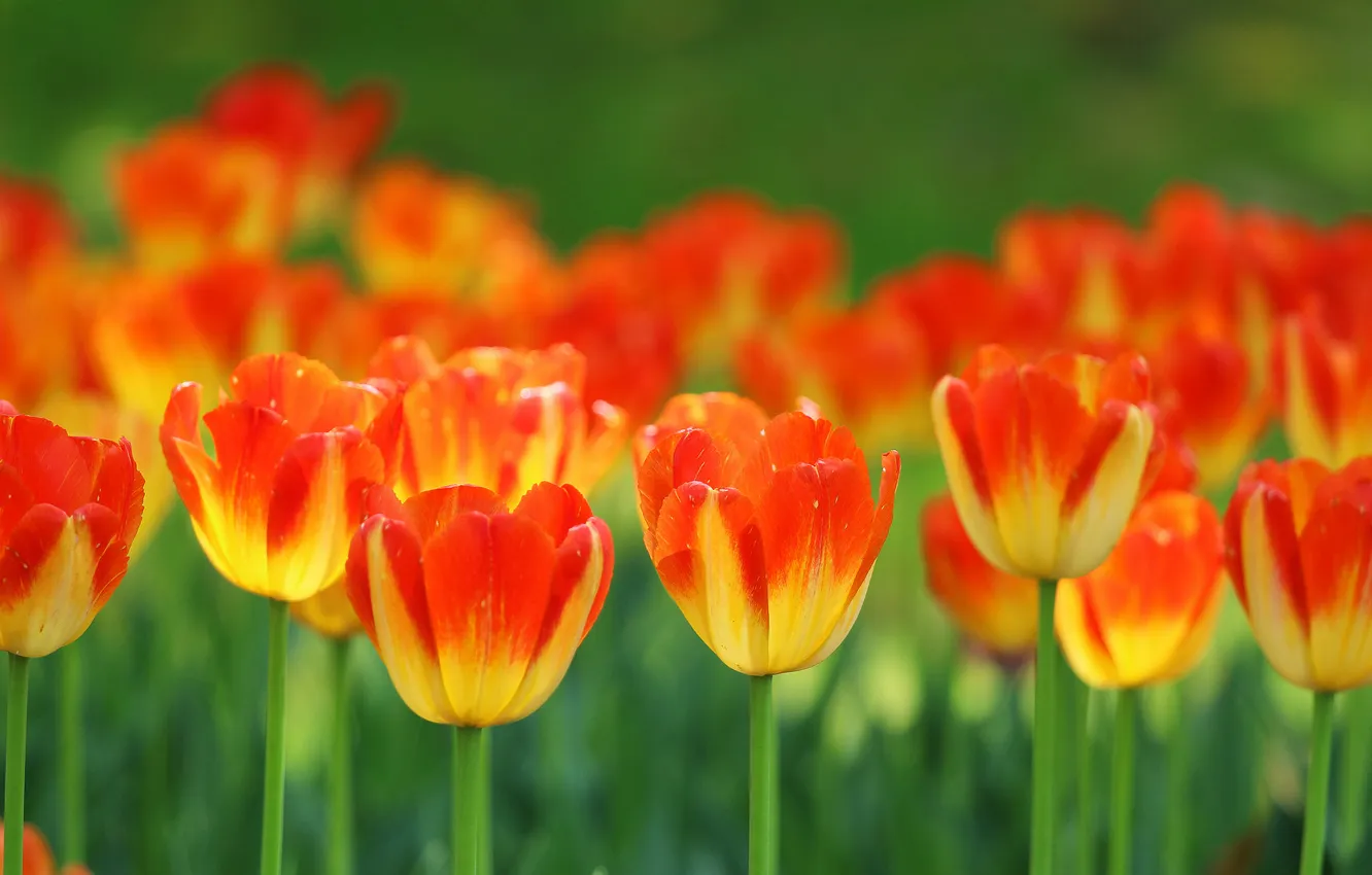 Photo wallpaper spring, petals, garden, stem, meadow, tulips
