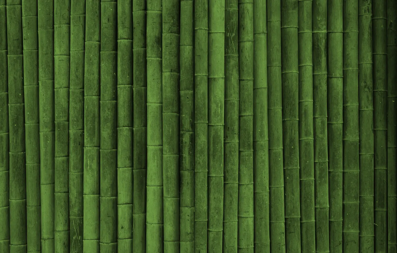 Photo wallpaper bamboo, texture green style