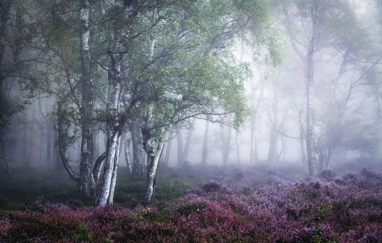 Photo wallpaper fog, birch, grove