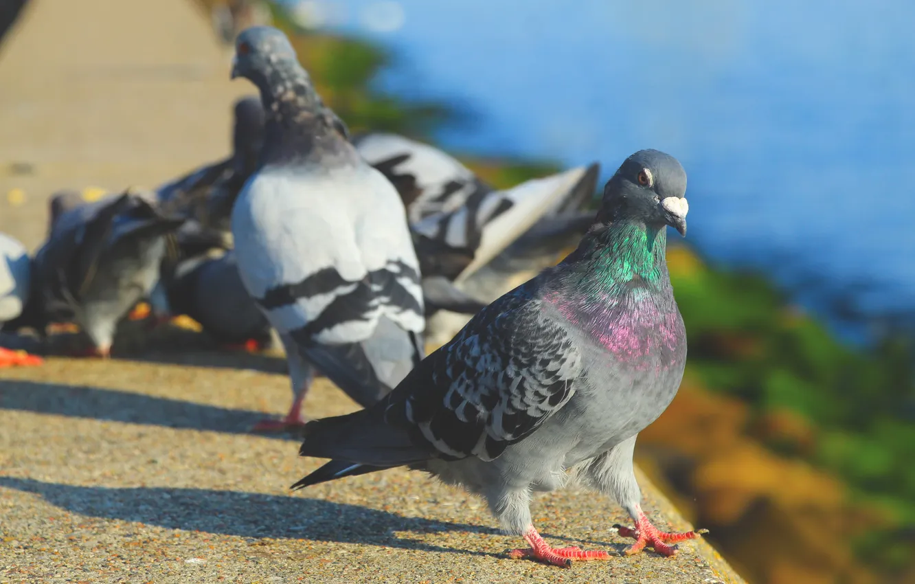 Photo wallpaper bird, birds, pigeon