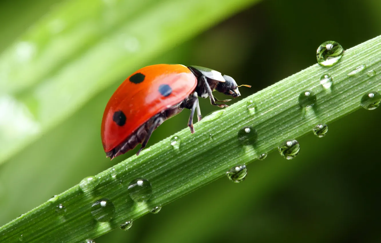 Photo wallpaper drops, macro, moisture, ladybug, closeup