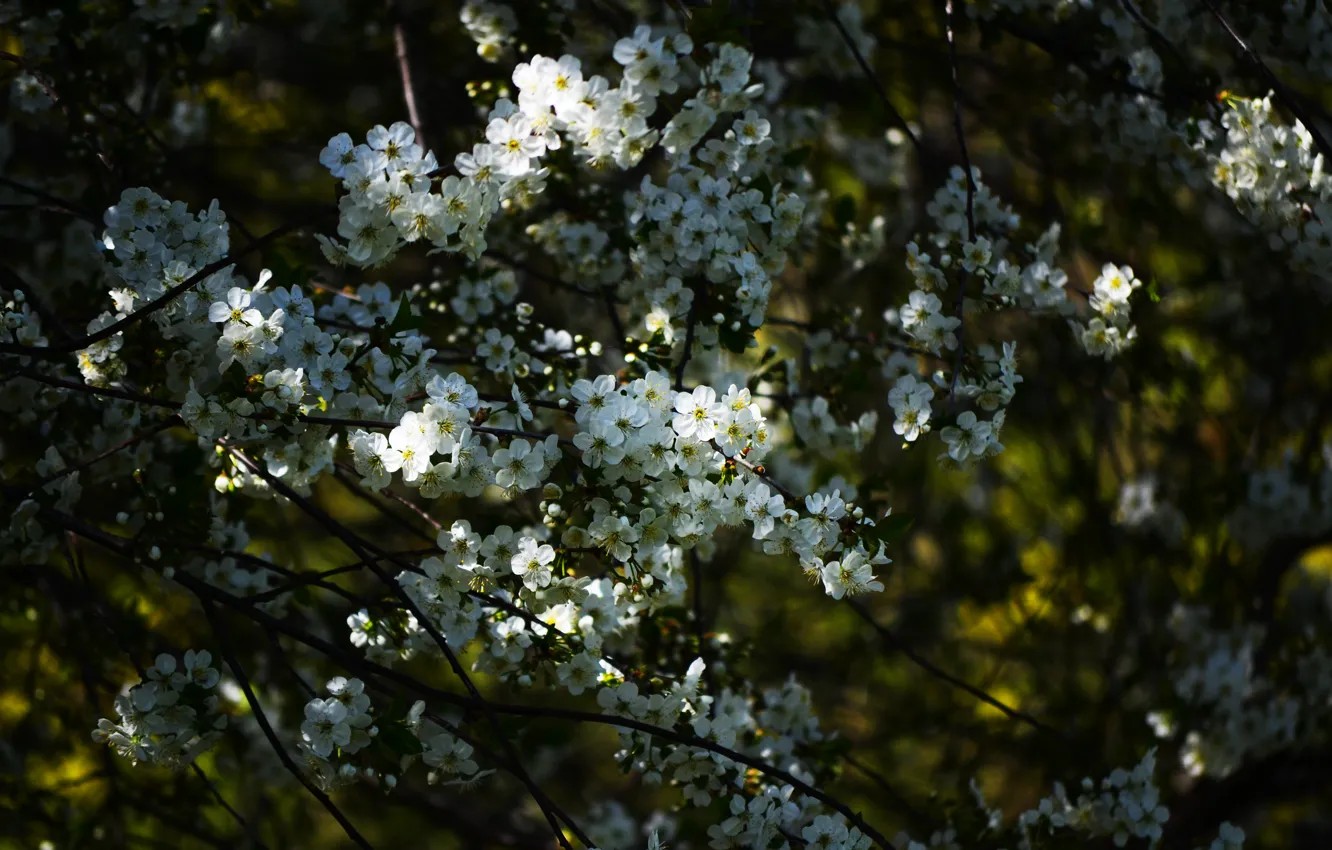 Photo wallpaper flowers, branches, nature, spring, white, Apple, flowering, flowers