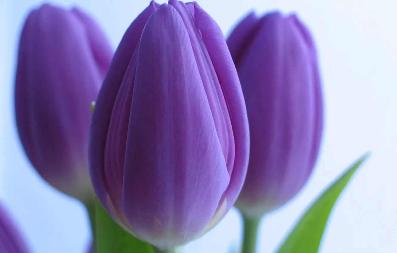 Photo wallpaper purple, flowers, tulips