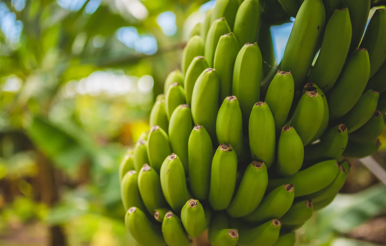 Photo wallpaper Wallpaper, food, bananas, wallpaper, picture, food, picture, bananas