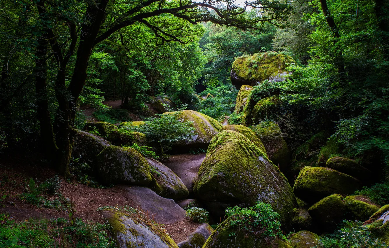 Photo wallpaper greens, forest, trees, stones, France, moss, the bushes, Huelgoat Forest