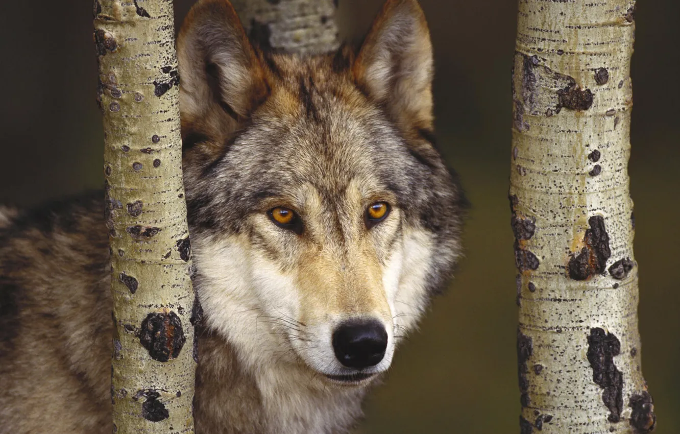 Photo wallpaper forest, wolf, predator