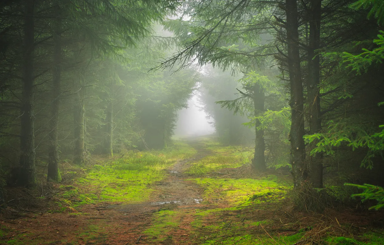Photo wallpaper forest, trees, fog, trail, England, James Mills, Edale Valley
