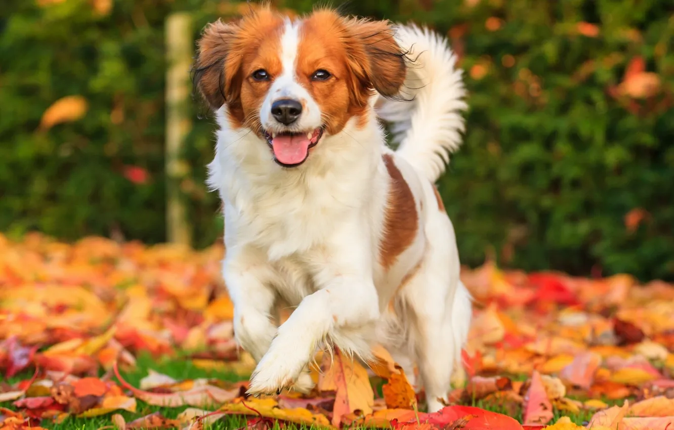 Photo wallpaper autumn, leaves, joy, mood, dog, Kooikerhondje