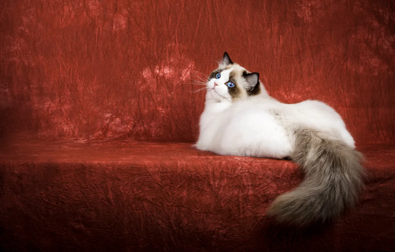 Photo wallpaper cat, cat, look, pose, tail, face, red background, Studio