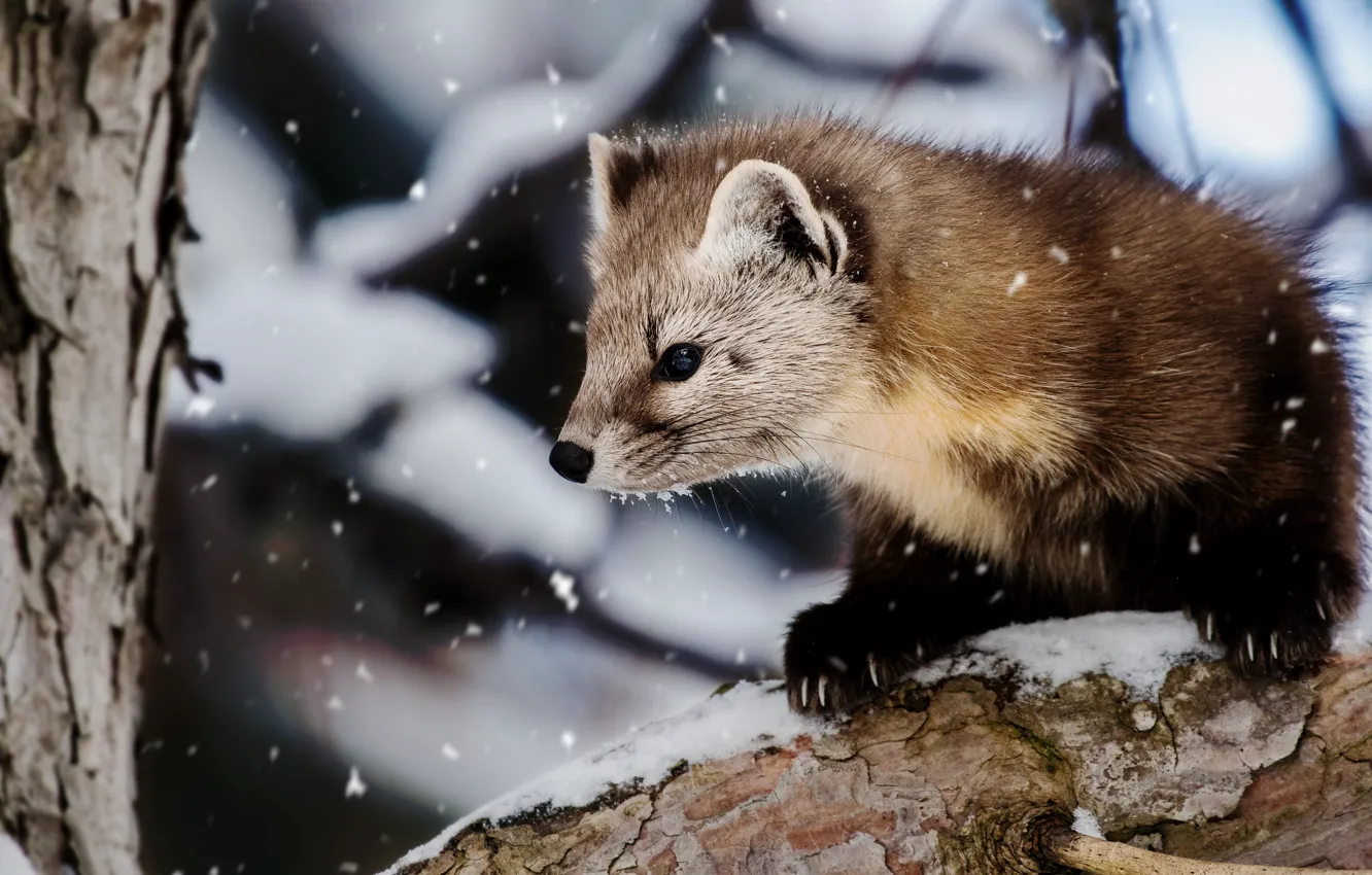 Photo wallpaper winter, snow, trees, nature, background, portrait, muzzle, snowfall